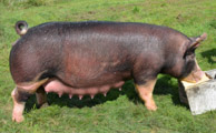 Boars Sold